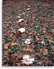 Лисички – Cantharellus tubiformis
