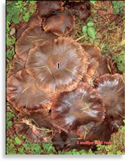 Лисичка коричнево-красная – Cantharellus