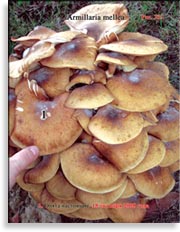 Опёнок настоящий – Armillaria mellea