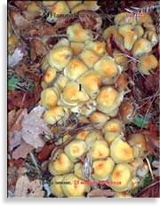 Опёнок зимний – Flammmulina velutipes
