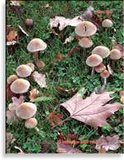Опёнок летний – Kuehneromyces mutabilis