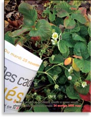 Клубника, садовая земляника – Fragaria ananassa