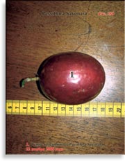 Пассифлора – Passiflora Sayonara