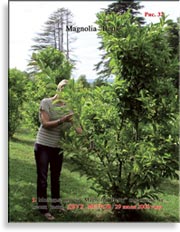 Magnolia «Betty»