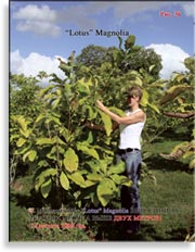 Magnolia «Lotus»