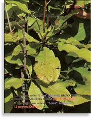 Magnolia «Lotus»