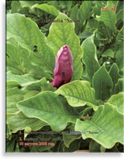 Magnolia «Susan»