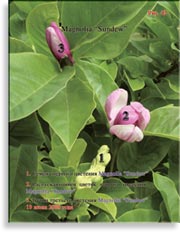Magnolia «Susan»