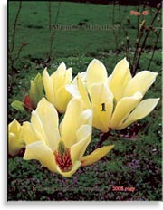 Magnolia «Butterflies»