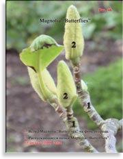 Magnolia «Butterflies»