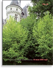 Магнолии в 2008 году