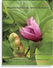 Magnolia «Verbanica»