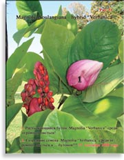 Magnolia «Verbanica»