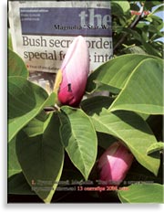 Magnolia «Star Wars»