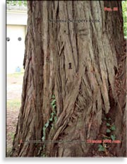 Секвойя – Sequoia Sempervirens