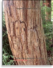 Секвойя – Sequoia Sempervirens