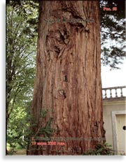 Секвойя – Sequoia Sempervirens
