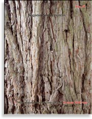 Секвойя – Sequoia Sempervirens