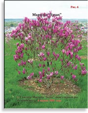 Magnolia «Susan»