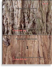 Секвойя – Sequoia Gigantea