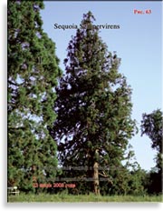 Секвойя – Sequoia Sempervirens