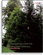 Секвойя – Sequoia Sempervirens