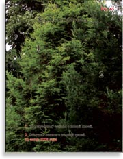 Секвойя – Sequoia Sempervirens
