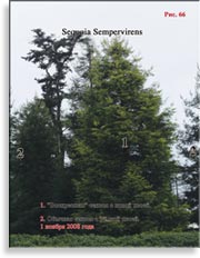 Секвойя – Sequoia Sempervirens
