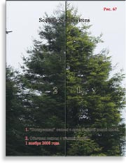 Секвойя – Sequoia Sempervirens
