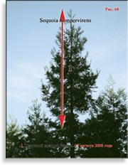 Секвойя – Sequoia Sempervirens