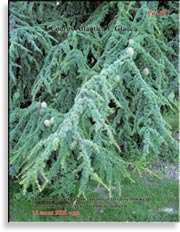Голубой кедр – Cedrus Atlantica f. Glauca