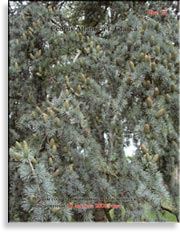 Голубой кедр – Cedrus Atlantica f. Glauca