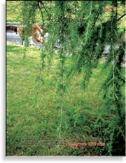 Кедр – Cedrus Deodara