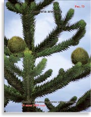 Araucaria araucana – Араукария чилийская