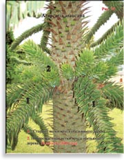 Araucaria araucana – Араукария чилийская
