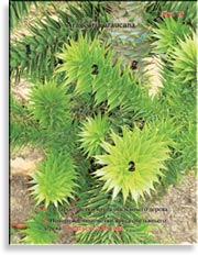 Araucaria araucana – Араукария чилийская