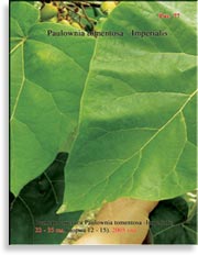 Paulownia tomentosa — Imperialis