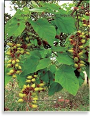 Paulownia tomentosa — Imperialis