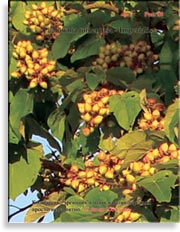 Paulownia tomentosa — Imperialis