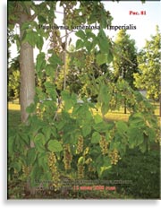 Paulownia tomentosa — Imperialis