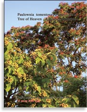 Tree of Heaven — Ailanthus Altissima (райское дерево)
