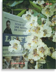 Catalpa bignoides (катальпа)