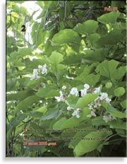 Catalpa bignoides (катальпа)