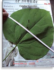 Catalpa bignoides (катальпа)