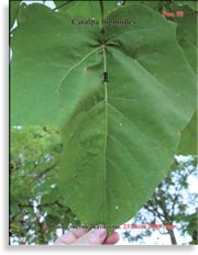 Catalpa bignoides (катальпа)