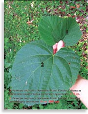 Hazel Corylus Colurna (турецкий орех)