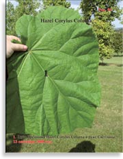 Hazel Corylus Colurna (турецкий орех)