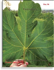 Инжир – Ficus carica L.