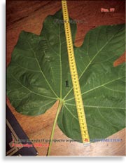 Инжир – Ficus carica L.