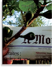 Инжир – Ficus carica L.